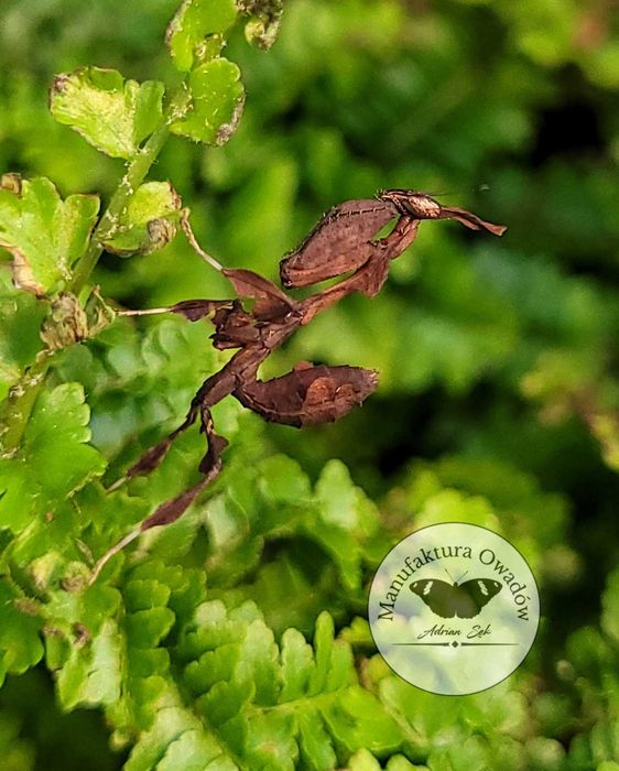 Phyllocrania paradoxa, Modliszka liściogłowa L3/4 + gratisy