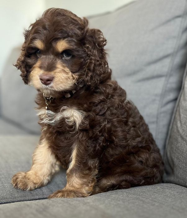 Uroczy piesek  American Cockapoo chocolate tan - cocker amerykański & pudel