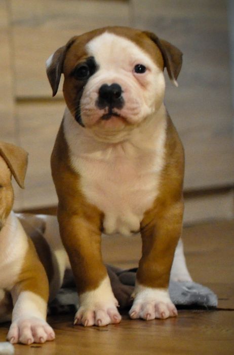 Buldog Amerykański
