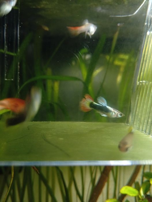 Młode gupiki okolo3cm