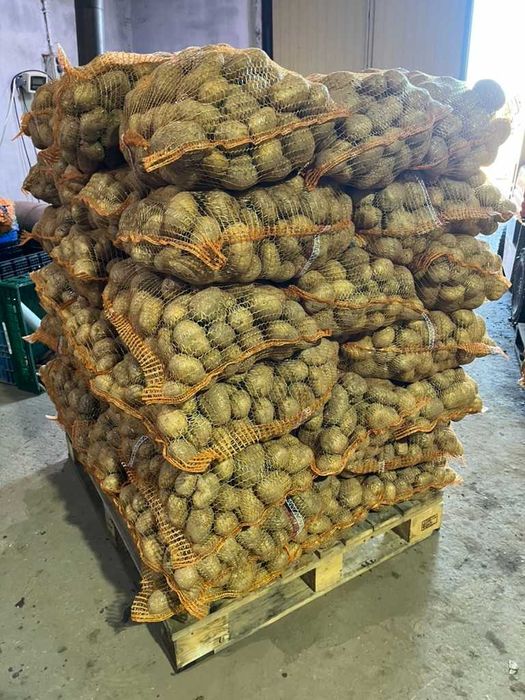 Ziemniaki odmiana DENAR 15kg-15zł