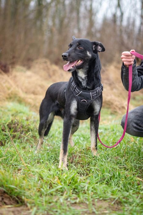 Miłek prosi o uwagę Schronisko Nadzieja Napierki