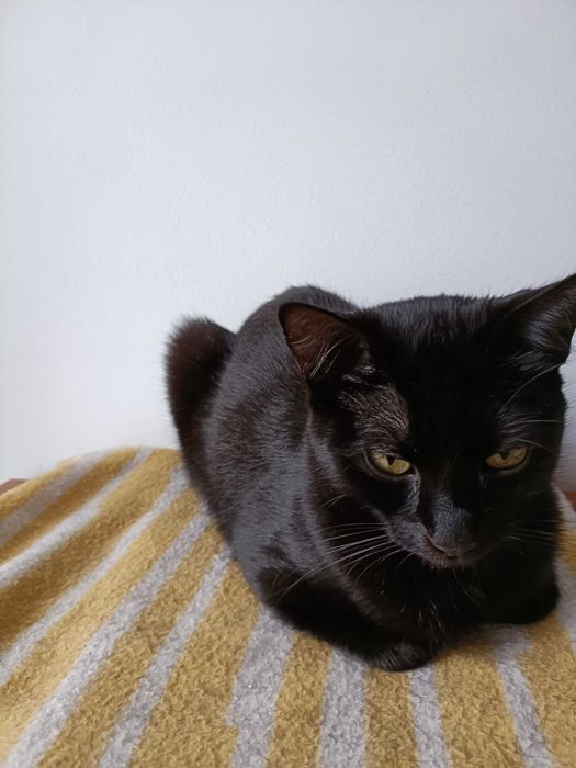 Gata preta de 7 meses para adopção