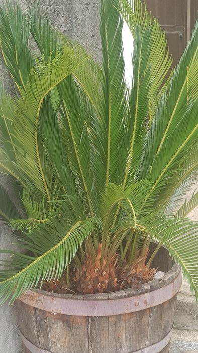 Planta Fiteiro e planta Sika