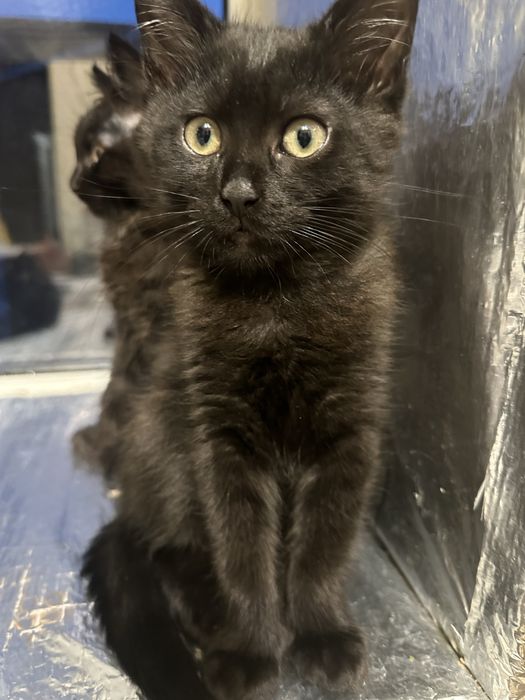 Кошенята в добрі руки