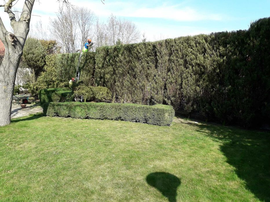 cięcie żywopłotów Formowanie krzewów ozdobnych pielęgnacja ogrodu