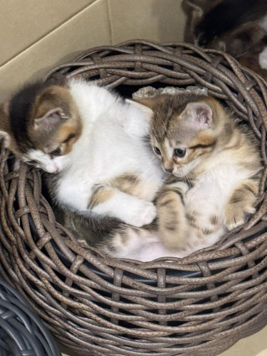 Котики від Абісійської кицьки