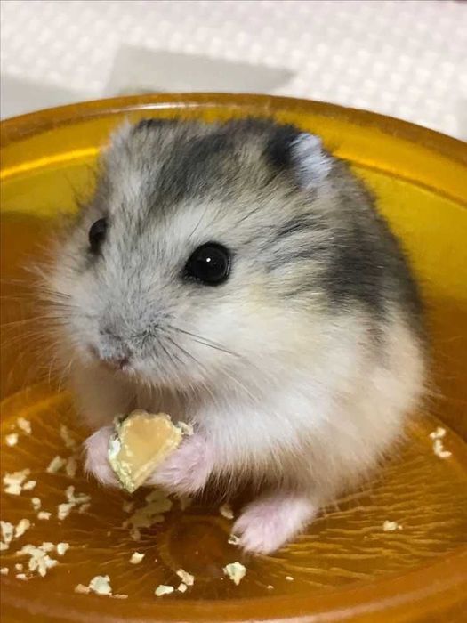 Caturras domésticas + Gaiola nova +alimentação adequada