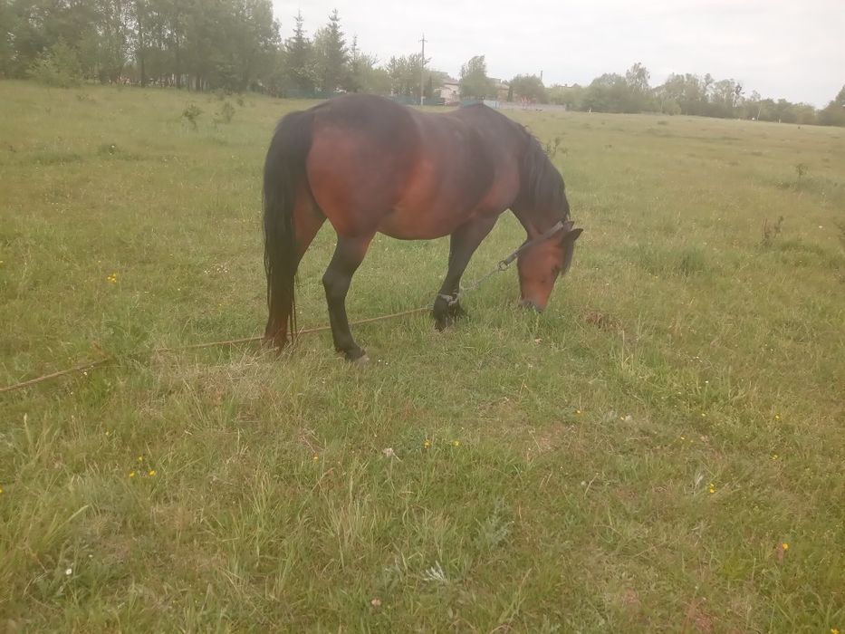 Продам добру кобилу
