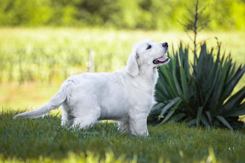 Golden Retriever FCI ZKwP