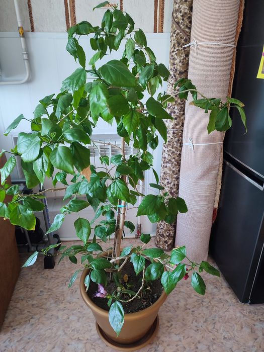 Роза.   китайская