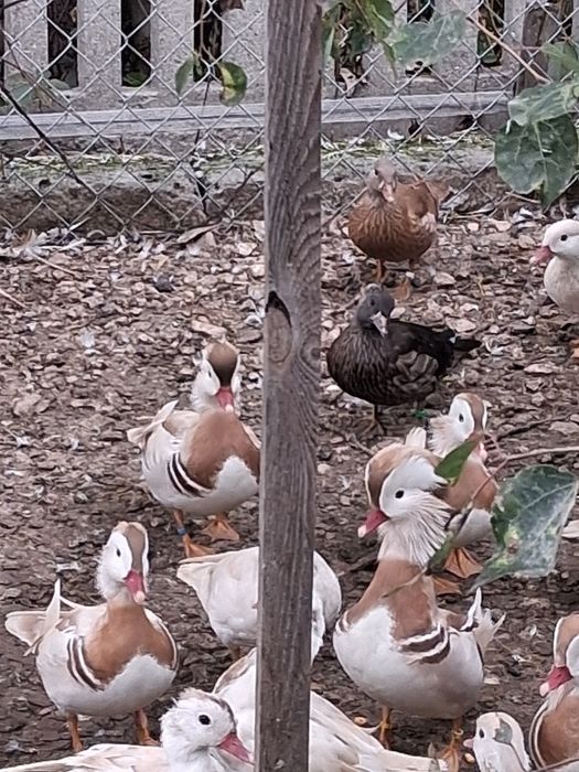 Mandarynki jaja legowe