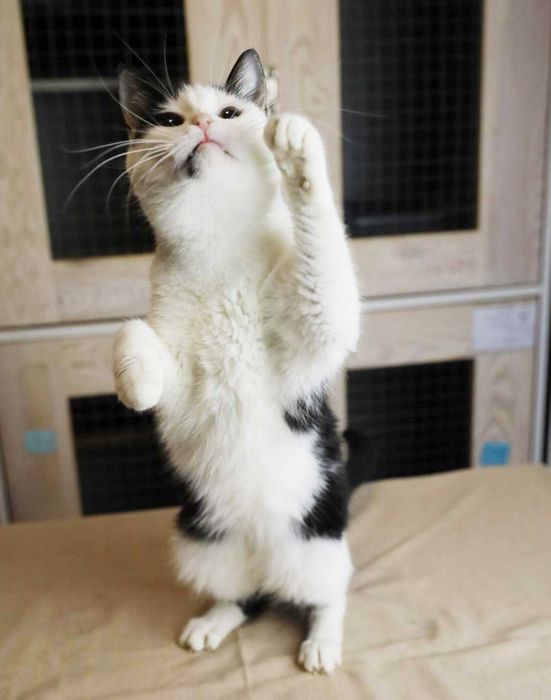 Вишукана кото-дівчинка Арома, 1.5 року шукає свою сім’ю. Коти, киці