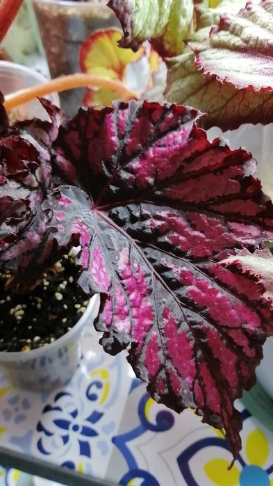 Продам  декоративно-лиственные бегонии.