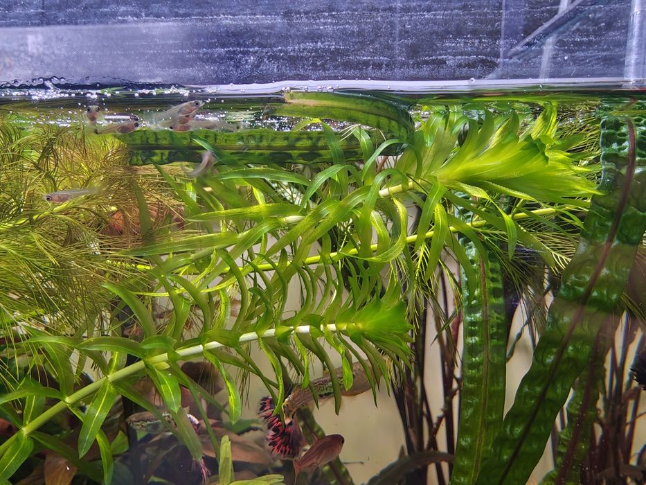 Rośliny do akwarium Moczarka Kanadyjska Wywłócznik