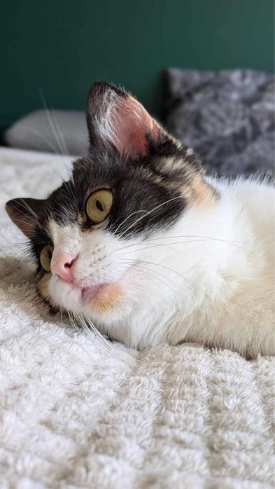Kochana koteczka szuka kochającego domu!