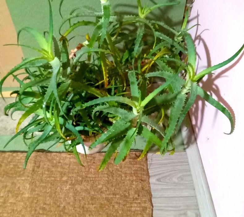 Продам алоє недорого