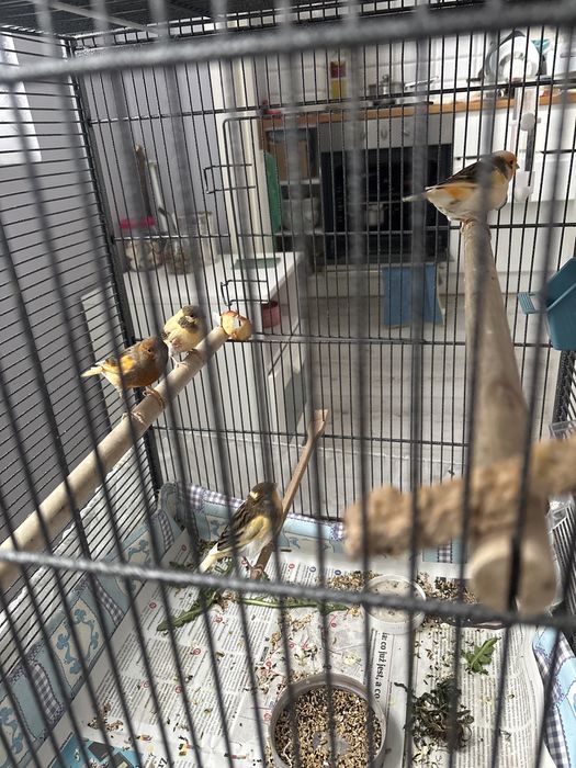 Na sprzedaz ptaszki od babci