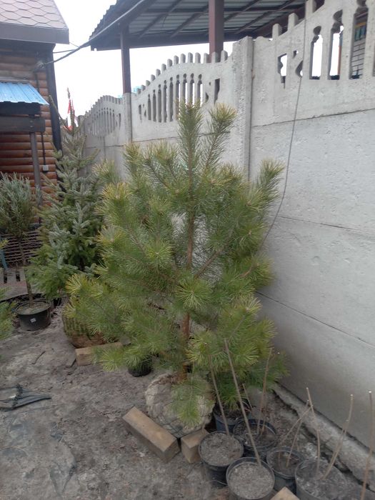Сосна кримська 140-180 см. Розпродаж, низька ціна. Опт та роздріб