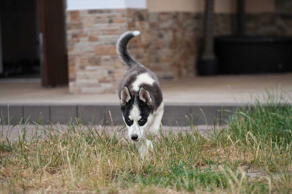 Siberian Husky Suczka