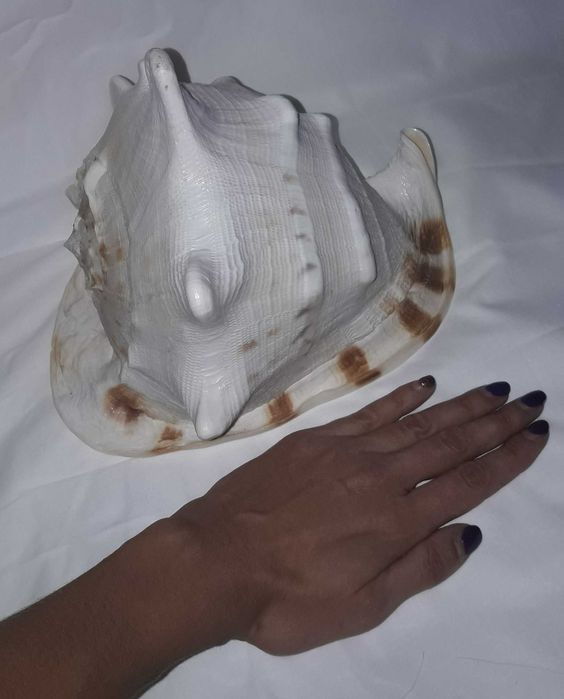 ракушка океаническая (акция весь декабрь - было 4102)