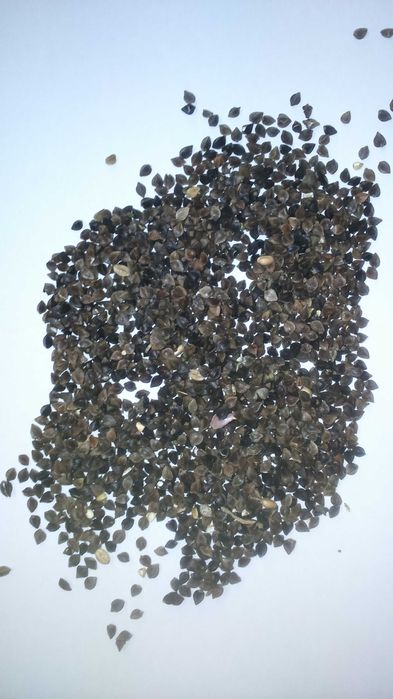 Sprzedam grykę, gryka