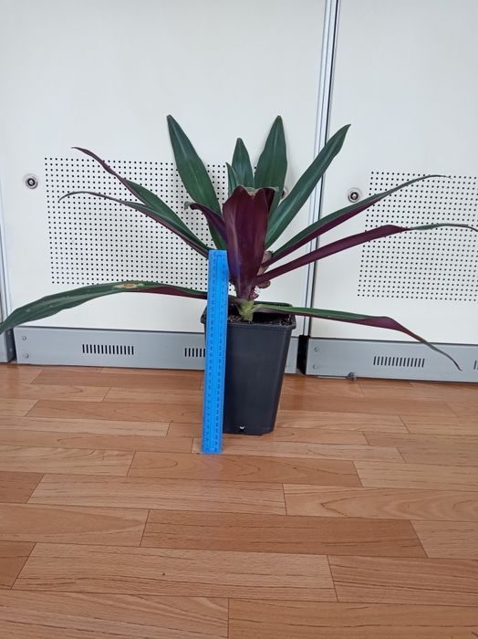 Традескація  Рео