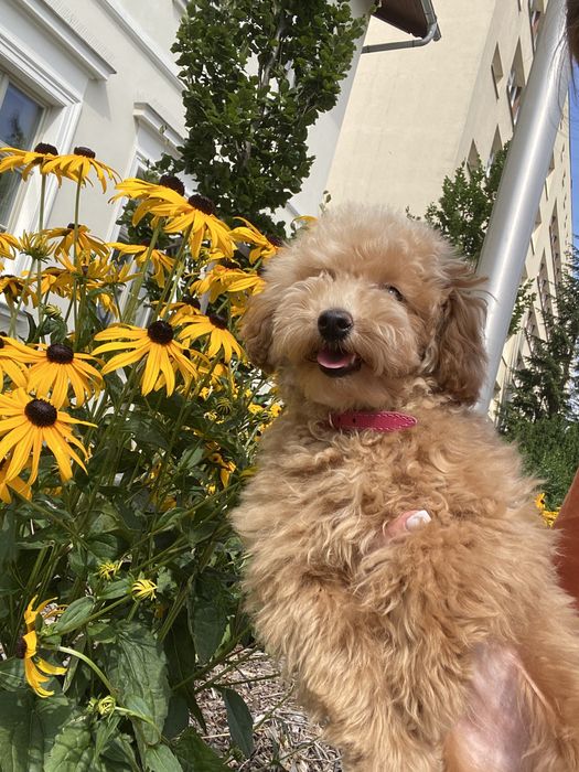 Той Пудель Девочка