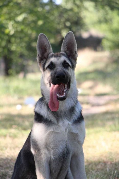 Східноєвропейська вівчарка