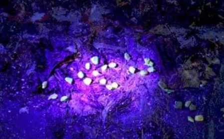 LATARKA LED 12W UV 405nm Li-ion ładowana do bursztynu