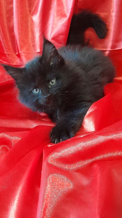 Гарні кошенята мейн кун.