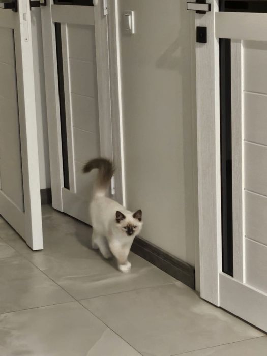 Кошення порди редгол  Ragdoll Blue mitted