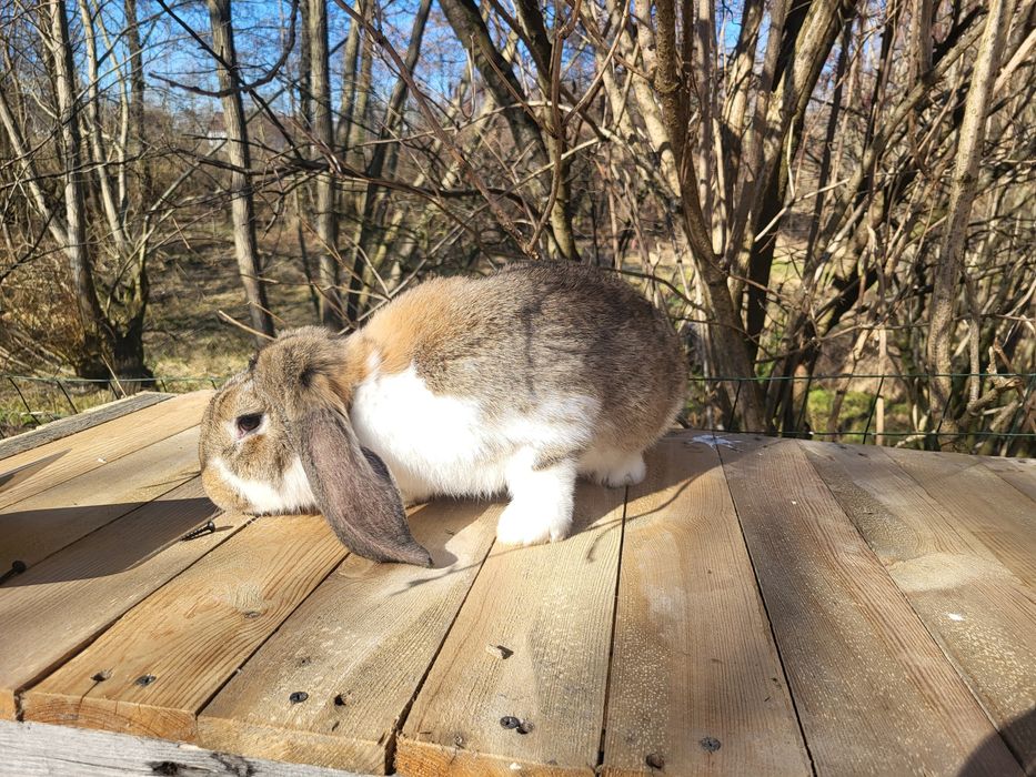 Królik baran francuski