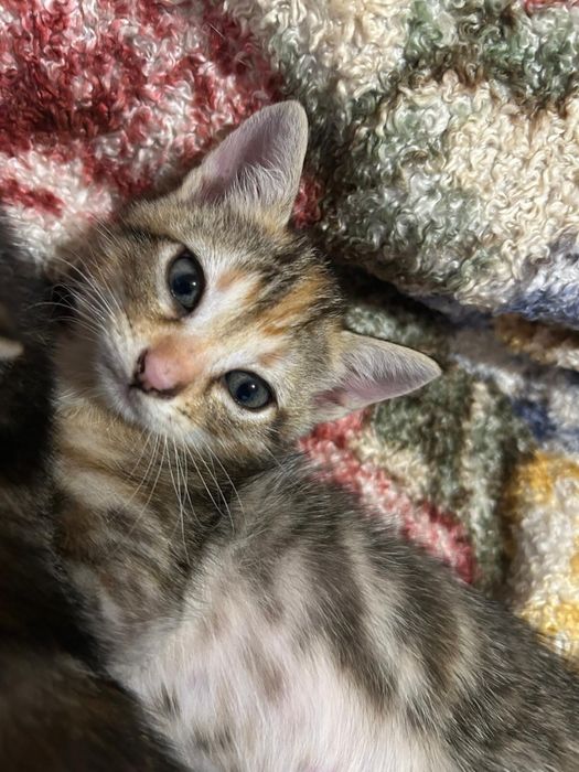 Gatinhos e Gatos para Adoção