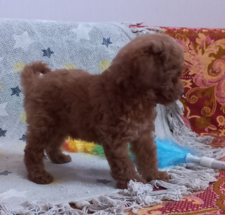 АКЦИЯ!!! Кудрявый мальчик,той пудель, милый красавчик.