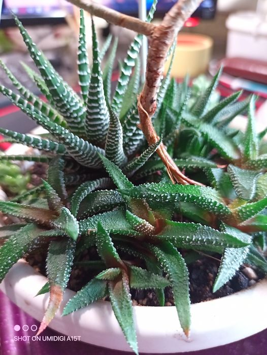 Хавортия аттенуата энон Тамба