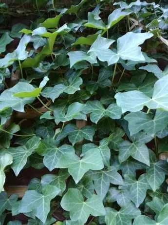Bluszcz pospolity zimozielony hedera helix - roślina z gruntu