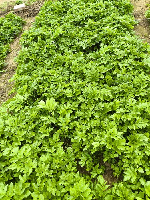 Arcydzięgiel sadzonki