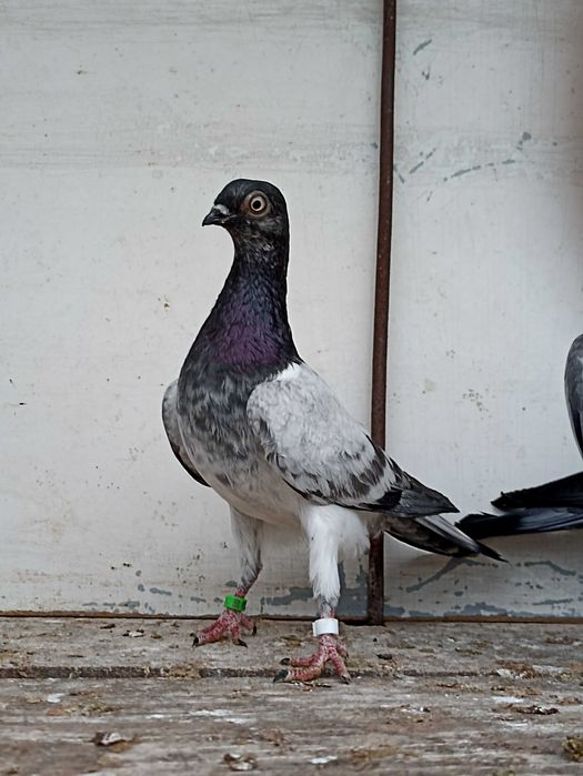 Sprzedam deresze deresz