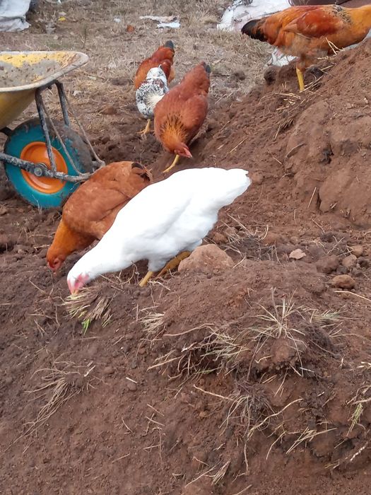 Молоді мясояєчні