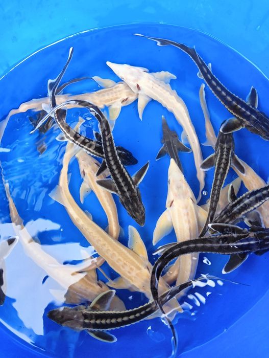 Narybek Karp Amur Tołpyga Lin Jesiotr Karaś Ryby do stawów