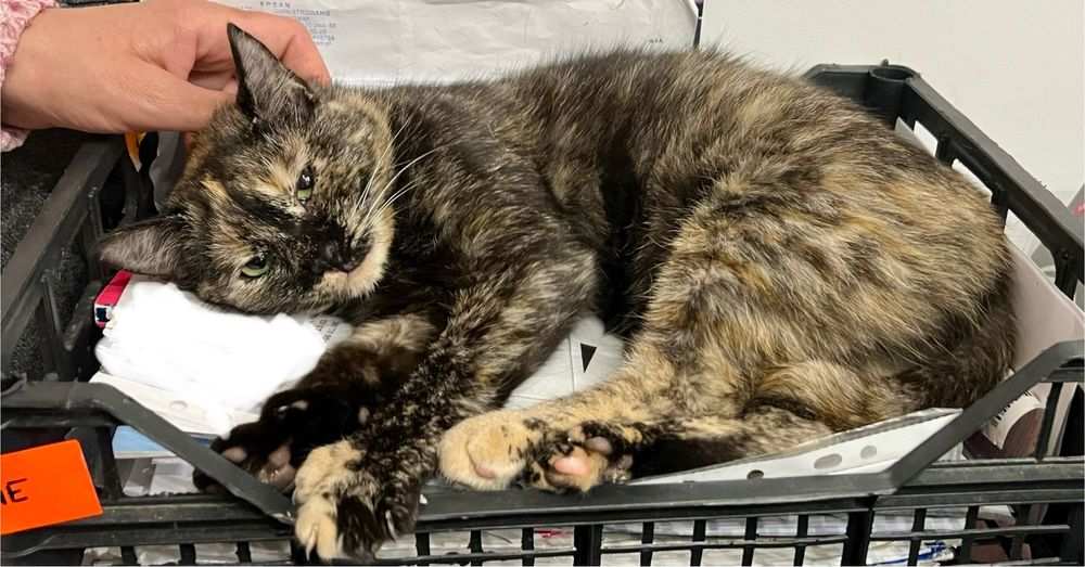 Lira, 8-miesięczna kotka, czeka na serce, które ją pokocha.