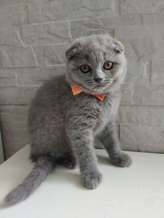 Scottish Fold  fêmea