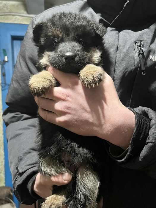 Продаються чистокровні цуценята німецької вівчарки