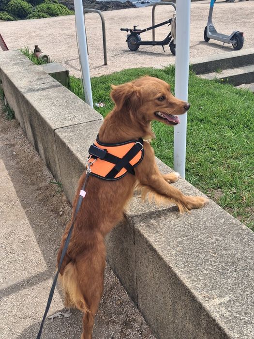 Cadela para adoção responsável