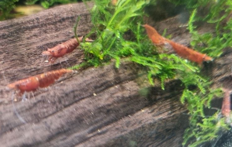 Krewetki 50szt Red Cherry