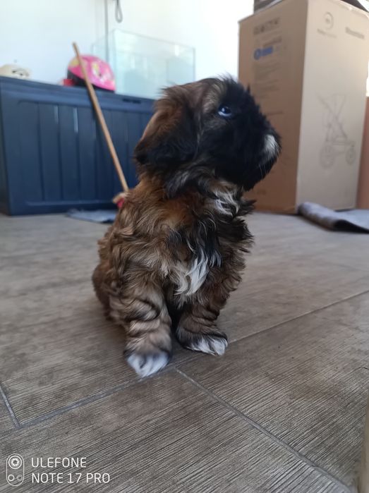 Shih Tzu śliczna suczka