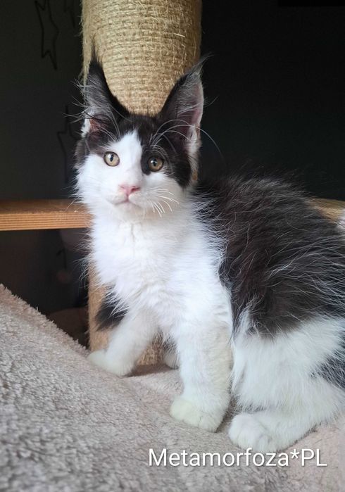 Kocurek maine coon