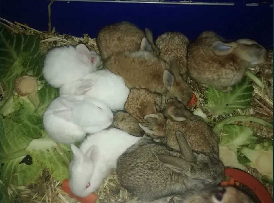 Coelhos para venda