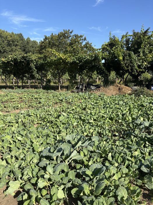 Vende-se tronchuda de planta